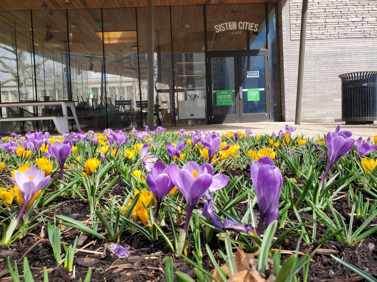 CCDParks's tweet image. Spring is in full bloom at #SisterCitiesPark! It’s a perfect day to take a stroll past the blossoming crocuses. 💐
