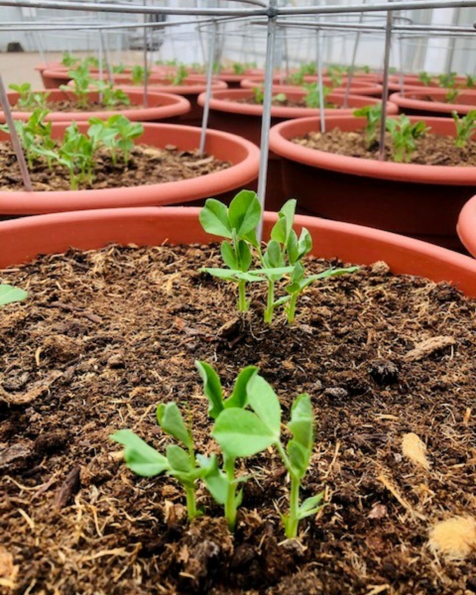 Malmborgs Greenhouse tweet media