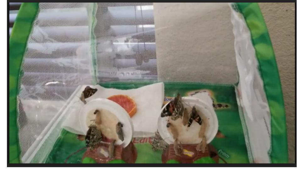 mrstaylor_fce's tweet photo. One of my students has been sharing their butterfly habitat pictures with the whole class. The butterflies have finally emerged! It's been so neat to see the butterfly life cycle! @HumbleISD_FCE #virtualkinder #classcommunity https://t.co/8RbJsXBExB