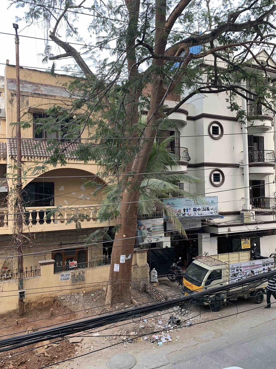kannadatla's tweet photo. @GHMCOnline @KTRoffice @DC_Khairatabad @ZC_Khairatabad  termites all along the tree. Request to do the needful. Thank you https://t.co/U7jHGixGt5