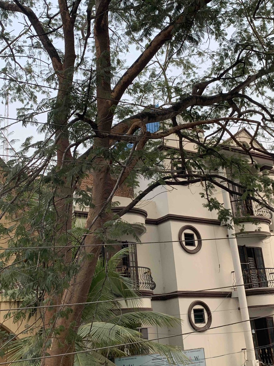 kannadatla's tweet photo. @GHMCOnline @KTRoffice @DC_Khairatabad @ZC_Khairatabad  termites all along the tree. Request to do the needful. Thank you https://t.co/U7jHGixGt5