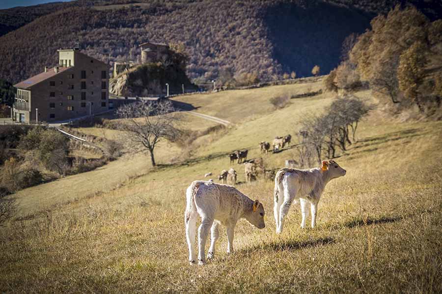 🐮La ramaderia ecològica intenta guanyar cada vegada més terreny a la convencional. No tan sols apel·la a valors gastronòmics, sinó que també ètics. @jluquesanz presenta #CasaMasover,criadors de vedella bruna del Pirineu.

🗓 Diumenge
 
⏰ 1 del migdia

📻 catradio.cat/canibal