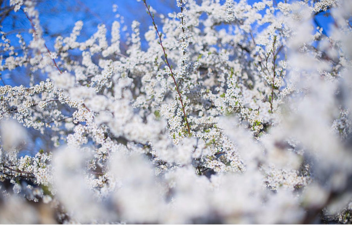 KunalMehraPhoto's tweet photo. The earth laughs in flowers - #RalphWaldoEmerson
And with spring blossoms like these, it is LOL. #EmersonQuotes #SpringBlossoms #SpringQuotes #FlowerQuotes #PortlandBlossoms #PortlandSpring
https://t.co/YOsKeF36mN https://t.co/dNyLFhFlNM