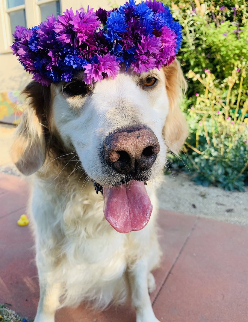 Ok_Solly's tweet photo. #normalizeflowercrowns https://t.co/4VnZFxuh8Q