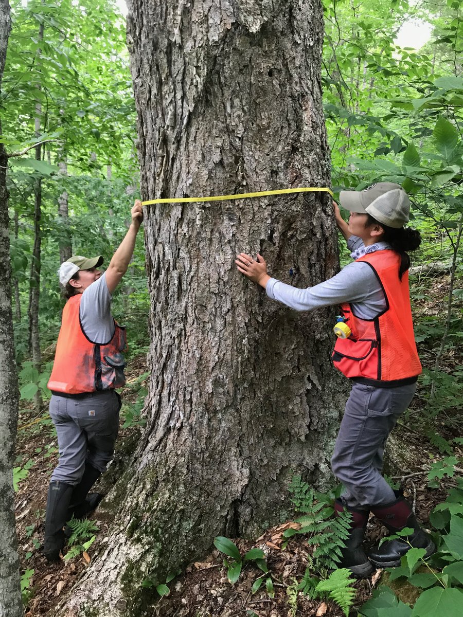 yaleforestry's tweet photo. Jess Wikle @jlw12529 MFS '18 is featured in the @GreatMForest newsletter dedicated to #Forestry is Women's Work as the First Female Intern at GMF. #WomensHistoryMonth @YaleEnvironment @YSECareer 

Read more here: https://t.co/jdMyK8DUE8 https://t.co/CVq4DlioCm