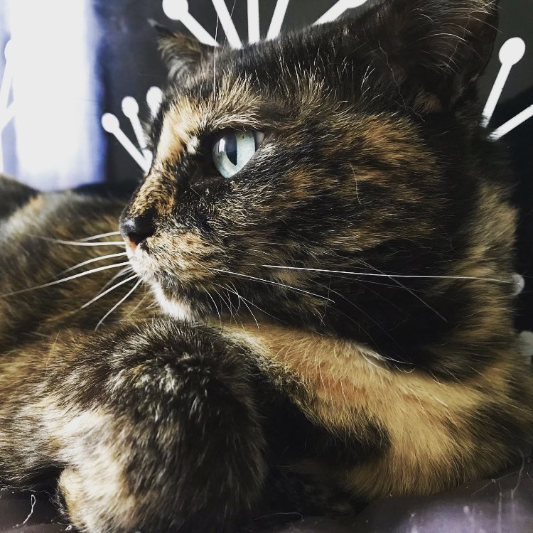 Sualfageme's tweet photo. Quiero que me quieran siempre como me quieres tΓΊ...
#nisca #catlove #catlife #catlover #gatos #ohunlindogatito #catsofworld #greeneyes #adoptanocompres #careycat https://t.co/wWMABdGGRP
