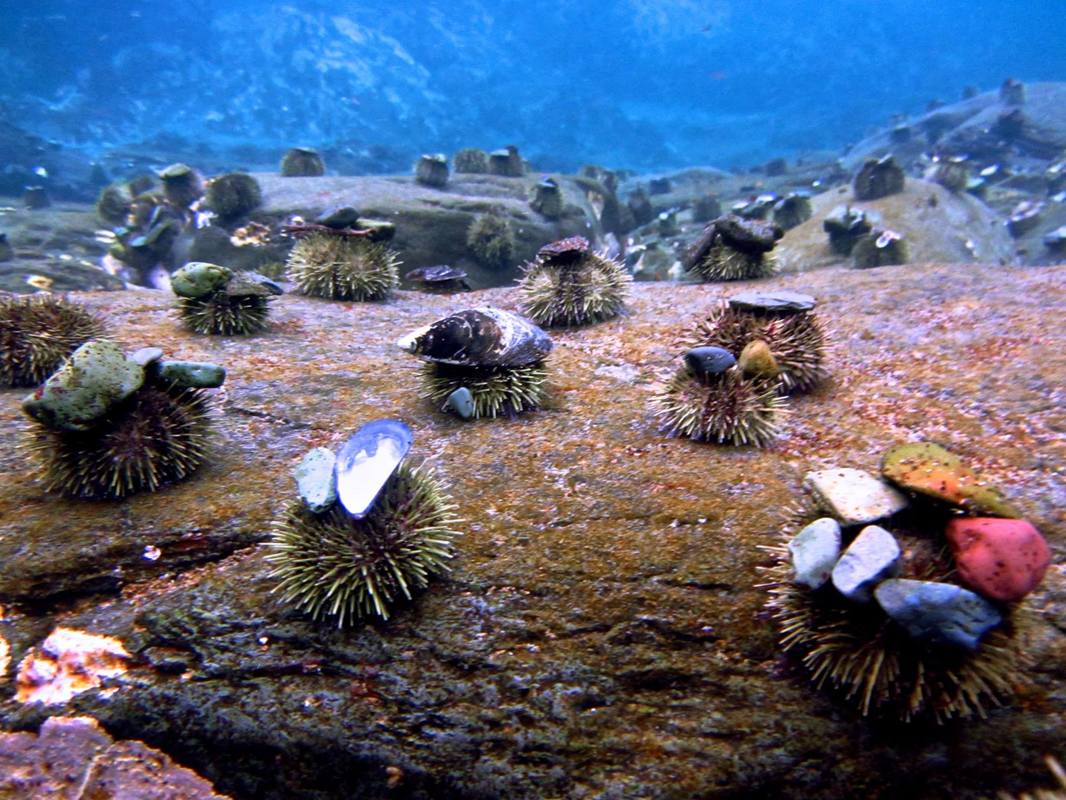 CyberCraftRobot's tweet photo. @_Lynds3_   Hi! I enjoyed your talk today. I'm the "mermaid" who asked about sea urchin hats.
Photo credit @maptheblue https://t.co/UqiknovEou