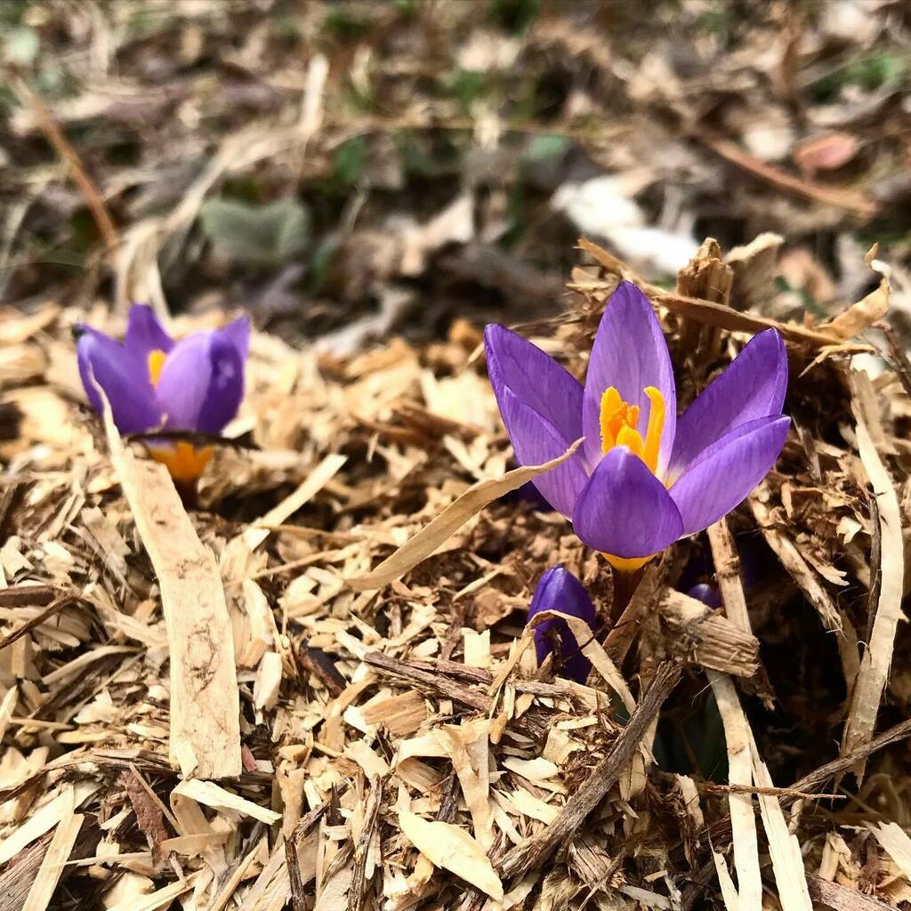 SunMoonLake99's tweet photo. Crocus! https://t.co/N9TOlx7GHO https://t.co/dcunNgnUVu