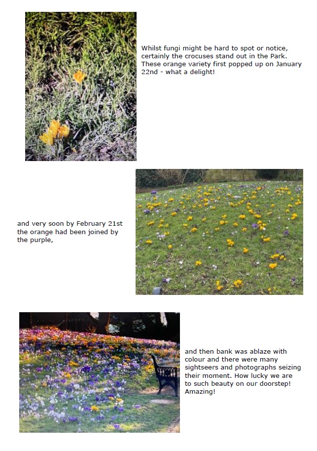 CommunityWorcs's tweet photo. Chris has been out spotting wildlife in Fort Royal Park again, check out her report for January and February!
@Friends of Fort Royal Park & Commandery Gardens @Worcester Parks
#wildlife #Fort Royal Park #Worcesterparks #Spring #birds #flowers #fungi https://t.co/sWyE6V3Pry