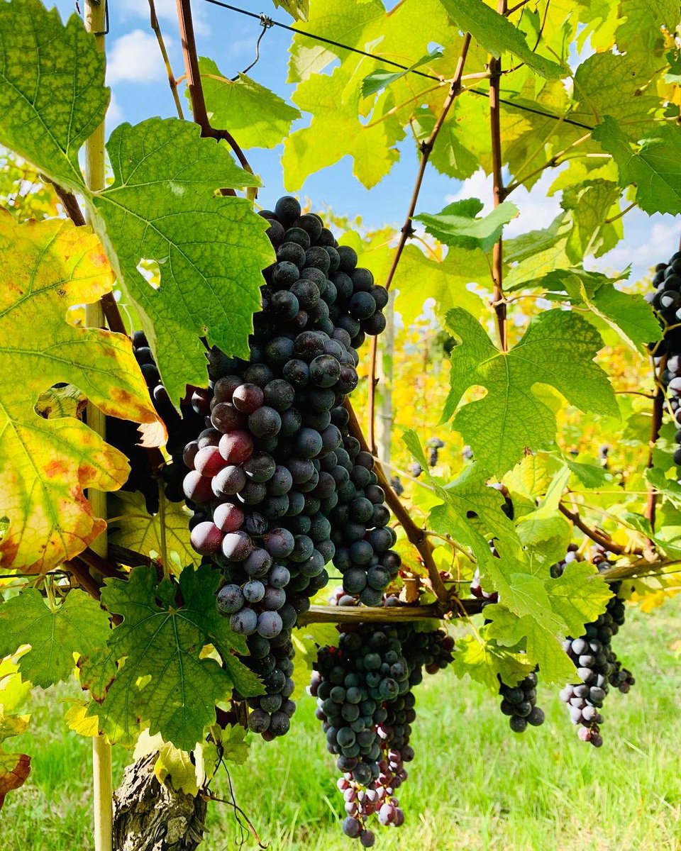 MTWwines's tweet photo. Counting the days until this year's harvest. It's always an exciting time for our team!

#winetasting #blindtasting #winetasting #sommelier #mastertheworld #mtwwines https://t.co/Ging4DcCRE