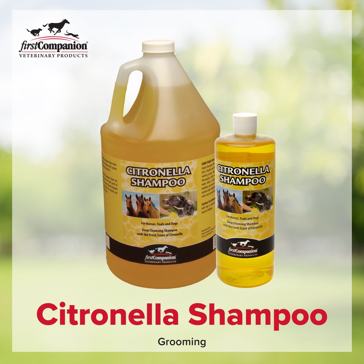 FirstCompanion's tweet photo. First Companion® Citronella Shampoo deep cleans leaving the coat shiny and silky with the fresh scent of citronella. Excellent for use in fly and mosquito infested areas.🦟 Concentrated for lasting use, yet gentle enough for every day. https://t.co/LhFAXItZuN
