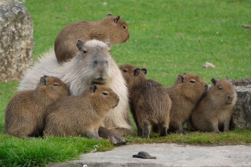 CAPYBARA MAN tweet media
