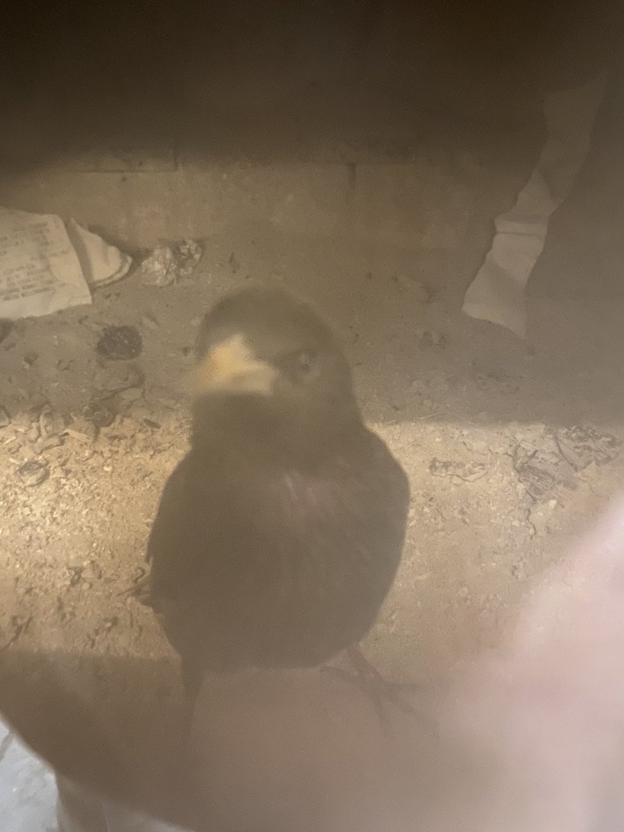 Dannybenedict54's tweet photo. Heard some noises coming from our wood stove in the shop last night. Peaked through the glass and found this little guy staring back at me! Maybe he wants to go fast too? 🤷🏼♂️ #DriverSwap https://t.co/1aRWMNqAt1