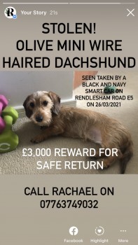 pettheftaware's tweet photo. Pls RT #Stolen #Dog Female Miniature #Dachshund 
Seen taken by black &amp; navy #smartcar 26/03
#RendleshamRoad #Hackney London #E5 
Investigating Force: Metropolitan Police Service
DL: https://t.co/c32QAL72wS https://t.co/YS5Ctw3qgk