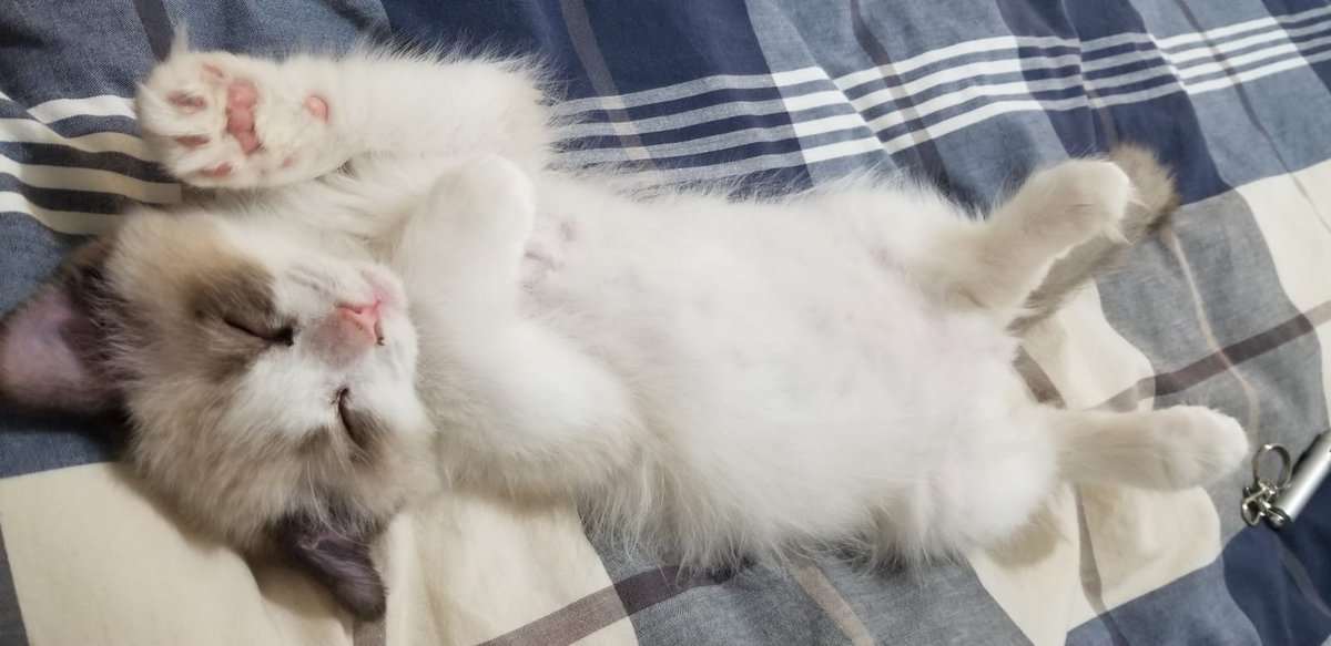 Sébastien Mosser tweet media