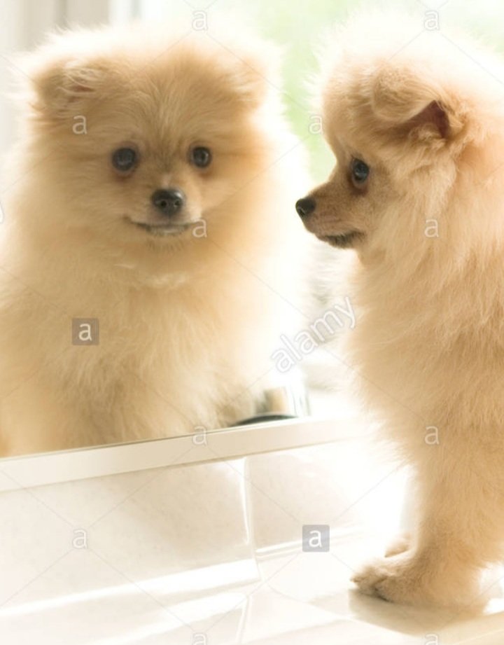 Coeur de Pirate as puppies tweet media