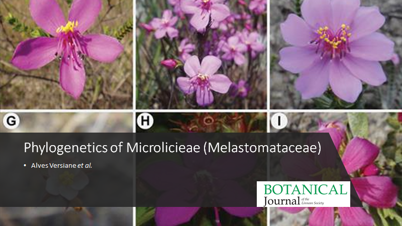 BotJLinnSoc's tweet photo. Phylogenetics of #Microlicieae (#Melastomataceae), with emphasis on the re-circumscription of #Microlicia. Alves Versiane et al. #CampoRupestre #Chaetostoma #Lavoisiera #Poteranthera #Rhynchanthera #Stenodon #Trembleya. https://t.co/OKExdruWYC https://t.co/BeSBQnpSvX