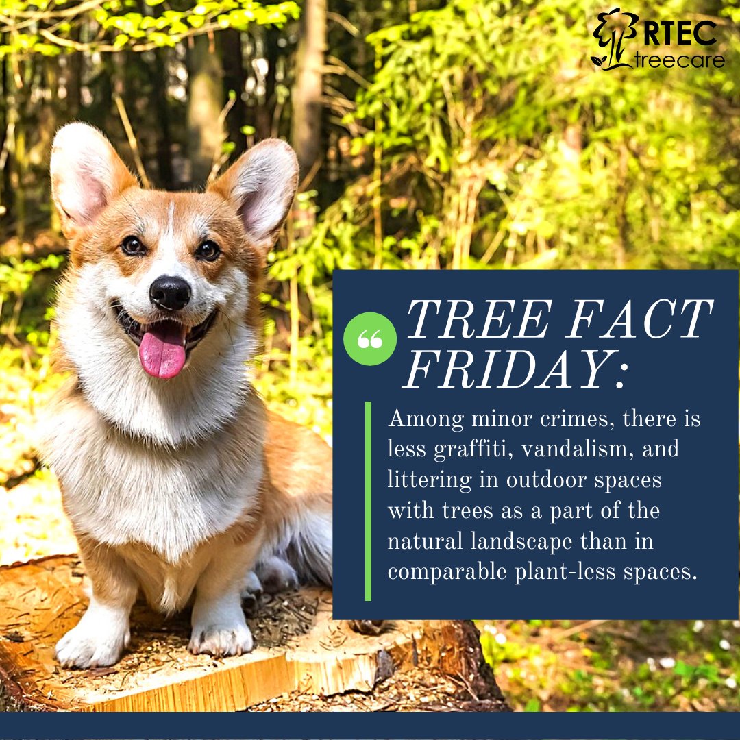RTECtreecare's tweet photo. Happy Friday! What better way to start the weekend than with the reminder of why trees are one of the greatest things on the planet? (Just like corgis, they spread joy - and good behavior!)

#TreeFactFriday

#trees #treeservice #Arborist #treecare #treedoctor  #treeexpert https://t.co/baXPbASXNb