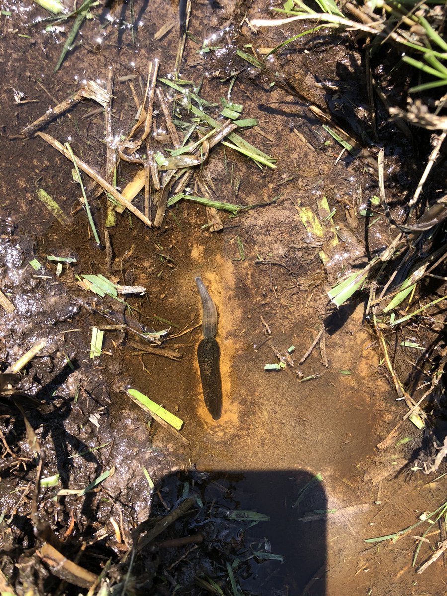 ScienceandMathT's tweet photo. @kellycrazbugs .. any idea what this is?  Is in the death zone left from the freeze. https://t.co/wMAC99ywbA