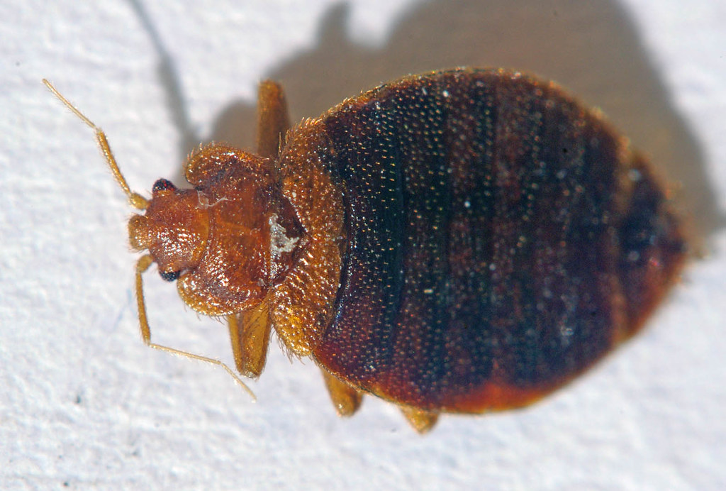 EcoFusionIPM's tweet photo. Bed Bugs, do you have them?

Most bedbug bites are painless at first, but later turn into itchy welts. People who don’t realize they have a bedbug infestation and blame the itching.

Learn more: https://t.co/vRFqJmOz4E

#Pest https://t.co/JnJcoUIVpG