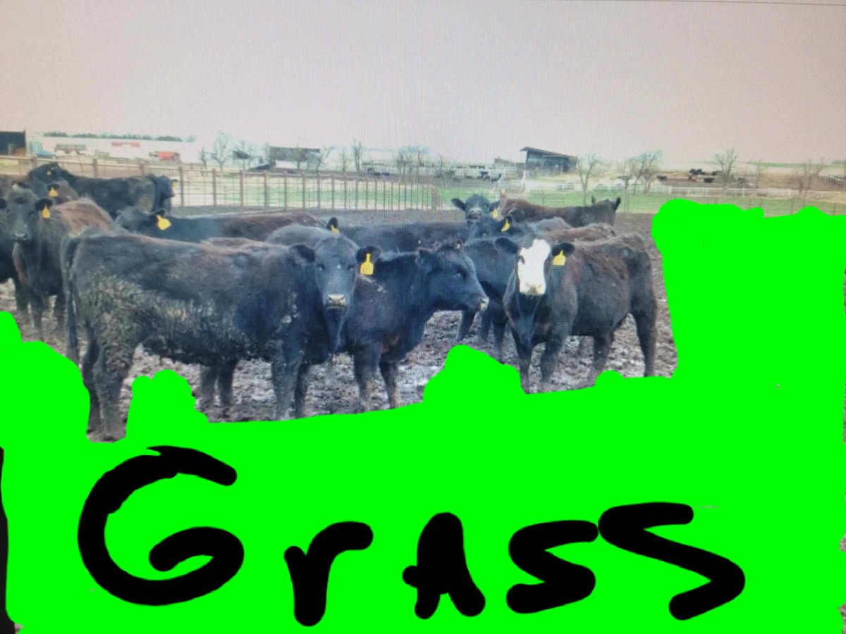 MGI_Est1999's tweet photo. Give credits to the order Buyer trying to sell green grass flesh heifers in March.... Green makes everything look good. https://t.co/vUgxtrBSRr
