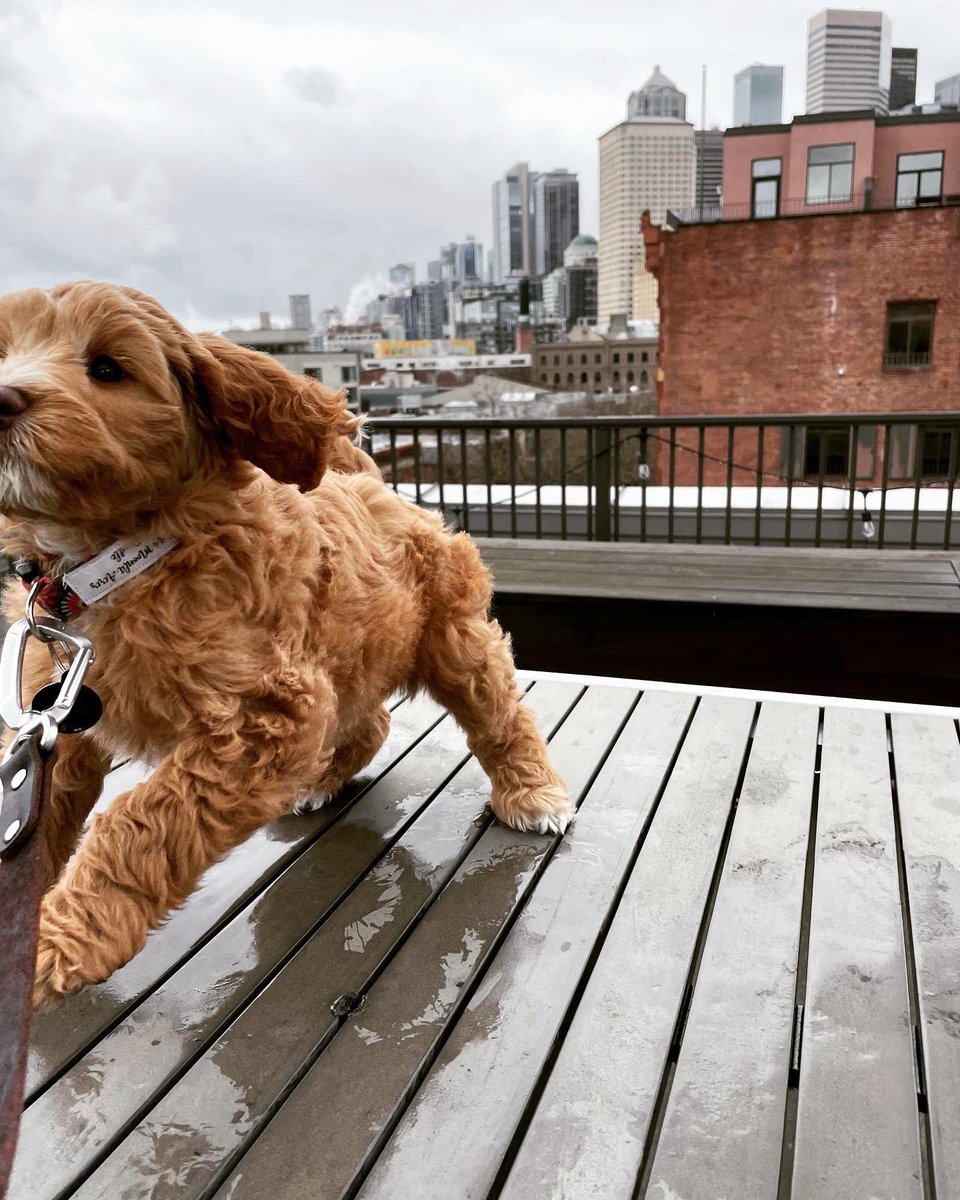 Ready to hop into the weekend—Rooftop views with Daiquiri, our newest addition to the Galvanize family!