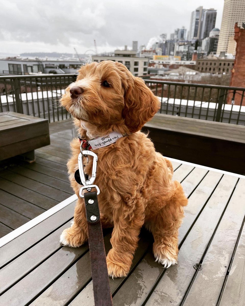 Galvanize Seattle tweet media