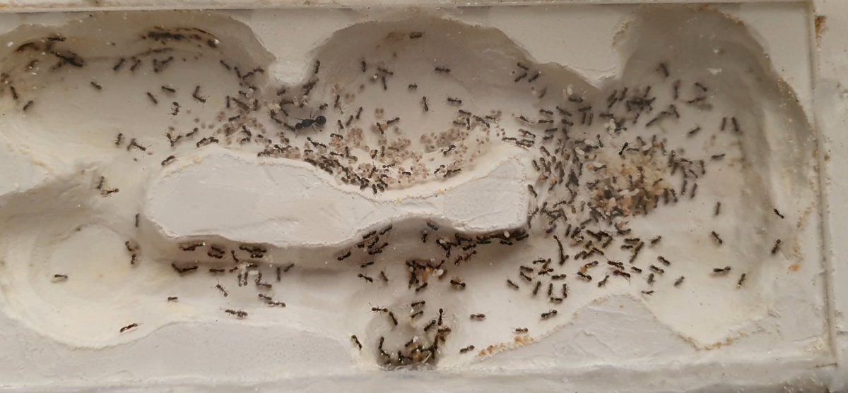 #ameisen #ants #ameisenhaltung #antkeeping #Tetramorium