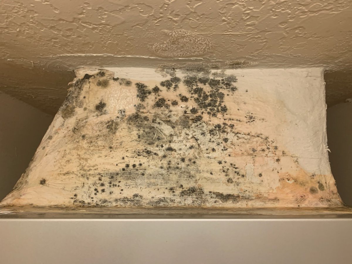 O2Wizard's tweet photo. Mold - Before and After https://t.co/i3Tf9CHQAk