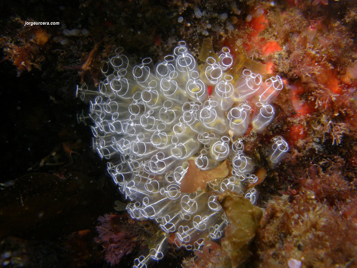 Marine ascidians are considered as one of the richest sources of bioactive compounds. Clavelina lepadiformis is one of the most striking sea squirts that inhabit the seabed of the Cíes Islands. #Ascidians #Bioactivecompounds #CíesIslands