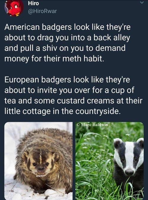 JohnDonoghue64's tweet photo. Badgers... 🦡 https://t.co/jLQoFZRFuP