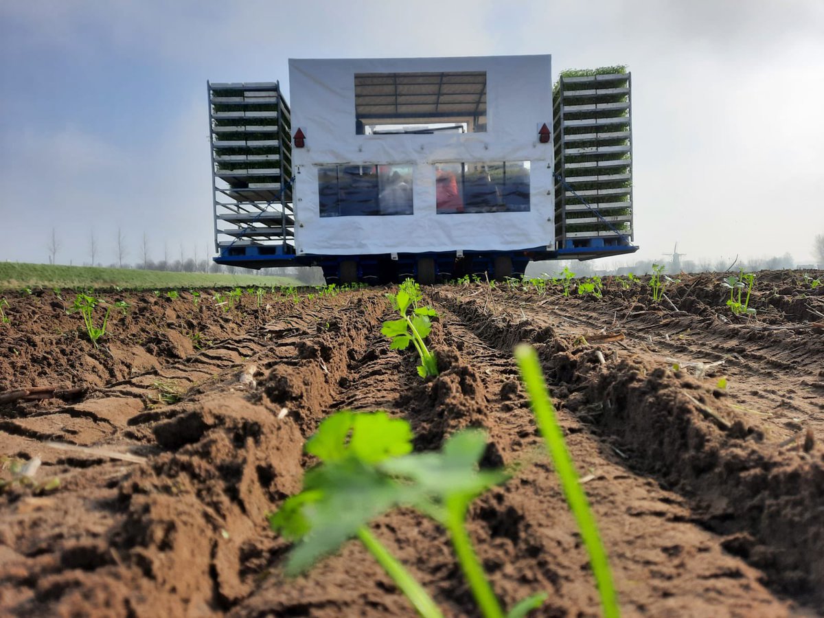 LoonbdrfKNUIT's tweet photo. Afgelopen week ook de eerste knolselderij aan de grond toevertrouwd. https://t.co/DU4bx92Gxa