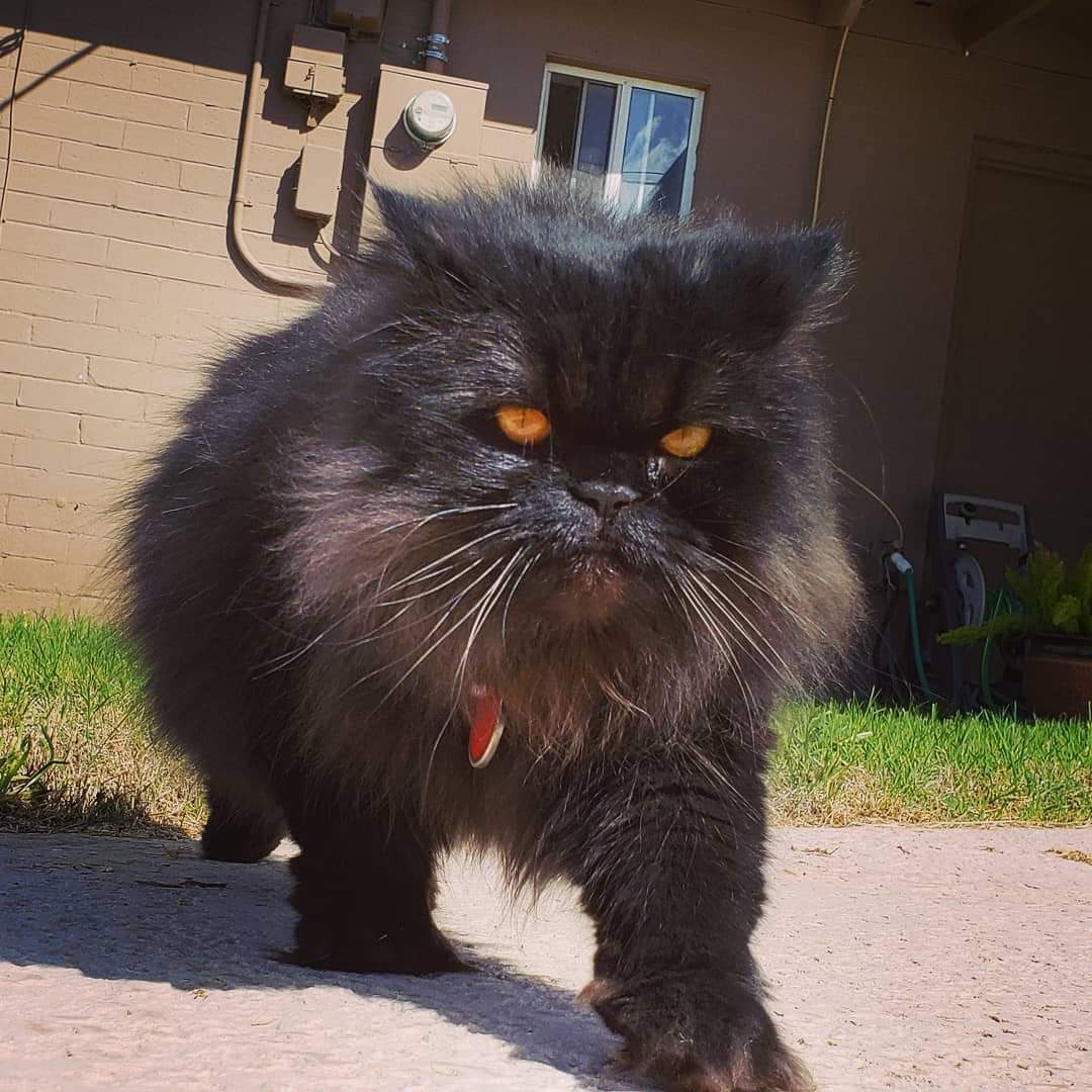 KnicelyLisa's tweet photo. Happy Furday https://t.co/VK7X2EJV9Q