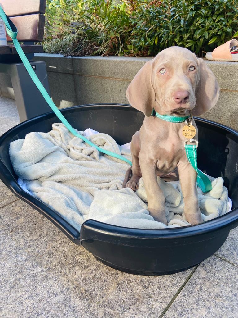 1812RMJames's tweet photo. Milo and his matching lead and collar. Grrrrrrr https://t.co/F5hSpXI5bD