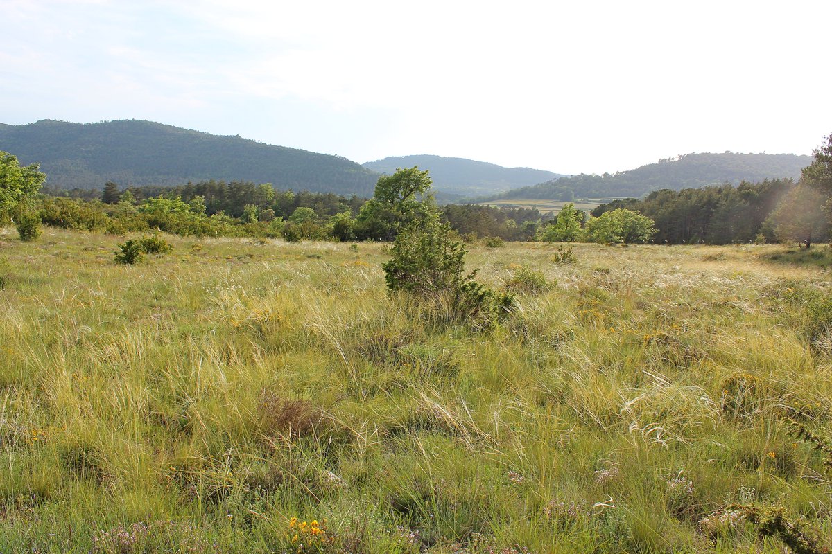 ProtegimMoianes's tweet photo. ⚠️⚠️En ple PEIN del #Moianès, al pla del Boix d'@AjMoia, s'estan llaurant prats naturals d'elevadíssim interès per a la conservació (hàbitats d'Interès Comunitari PRIORITARIS) per transformar-los de forma irreversible en monocultius farratgers. RT x
pq se sàpiga🙏! @territoricat https://t.co/Hs1GPvXz1D