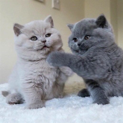 ShouldHaveCat's tweet photo. https://t.co/ai0GW23oDb