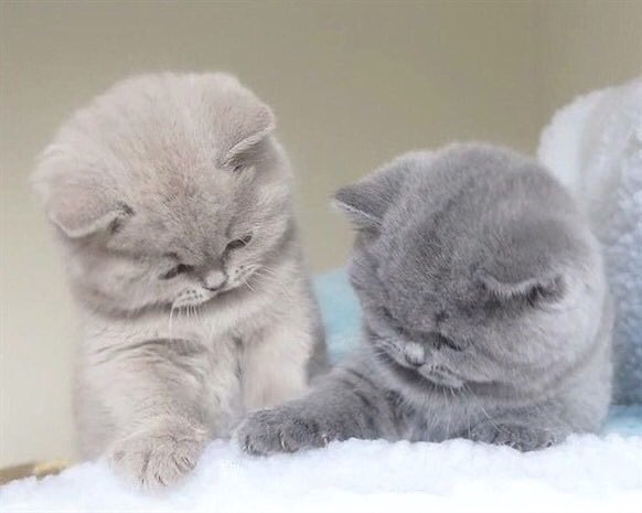 ShouldHaveCat's tweet photo. https://t.co/ai0GW23oDb
