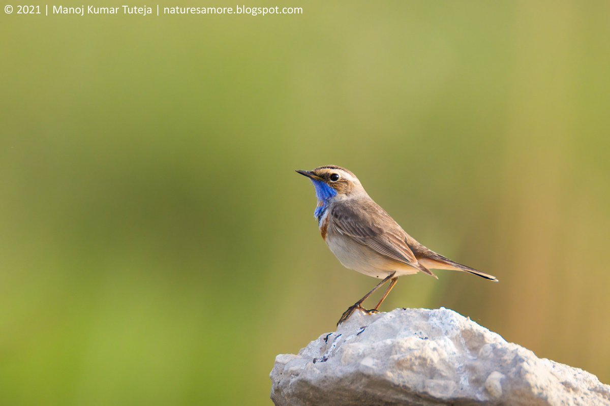 NaturesAmore's tweet photo. Bluethroat #naturesamore #bluethroat #birdsofbahrain #migratorybirds #birdsofmiddleeast #bird #birds #birdsofinstagram #earlybird #birdwatching #birdphotography #lovebird #birding #lovebirds #your_best_birds #nuts_about_birds #bestbirdshots #birdstagram #birdlovers https://t.co/ycBjDcffU4