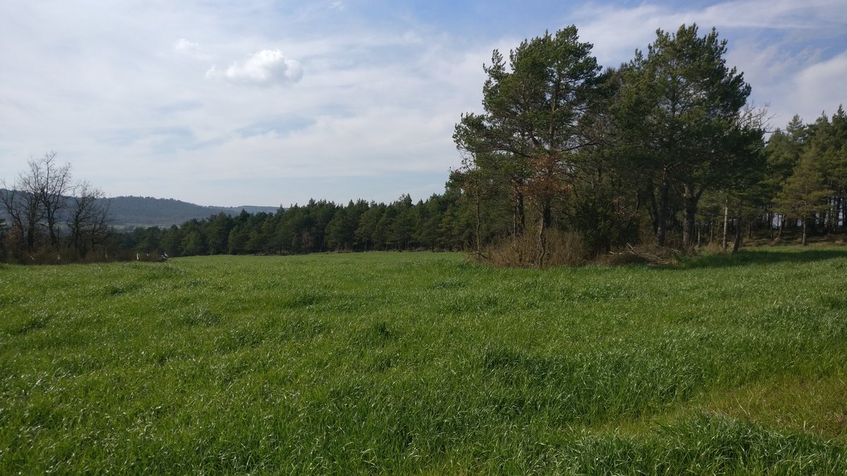 ProtegimMoianes's tweet photo. ⚠️⚠️En ple PEIN del #Moianès, al pla del Boix d'@AjMoia, s'estan llaurant prats naturals d'elevadíssim interès per a la conservació (hàbitats d'Interès Comunitari PRIORITARIS) per transformar-los de forma irreversible en monocultius farratgers. RT x
pq se sàpiga🙏! @territoricat https://t.co/Hs1GPvXz1D