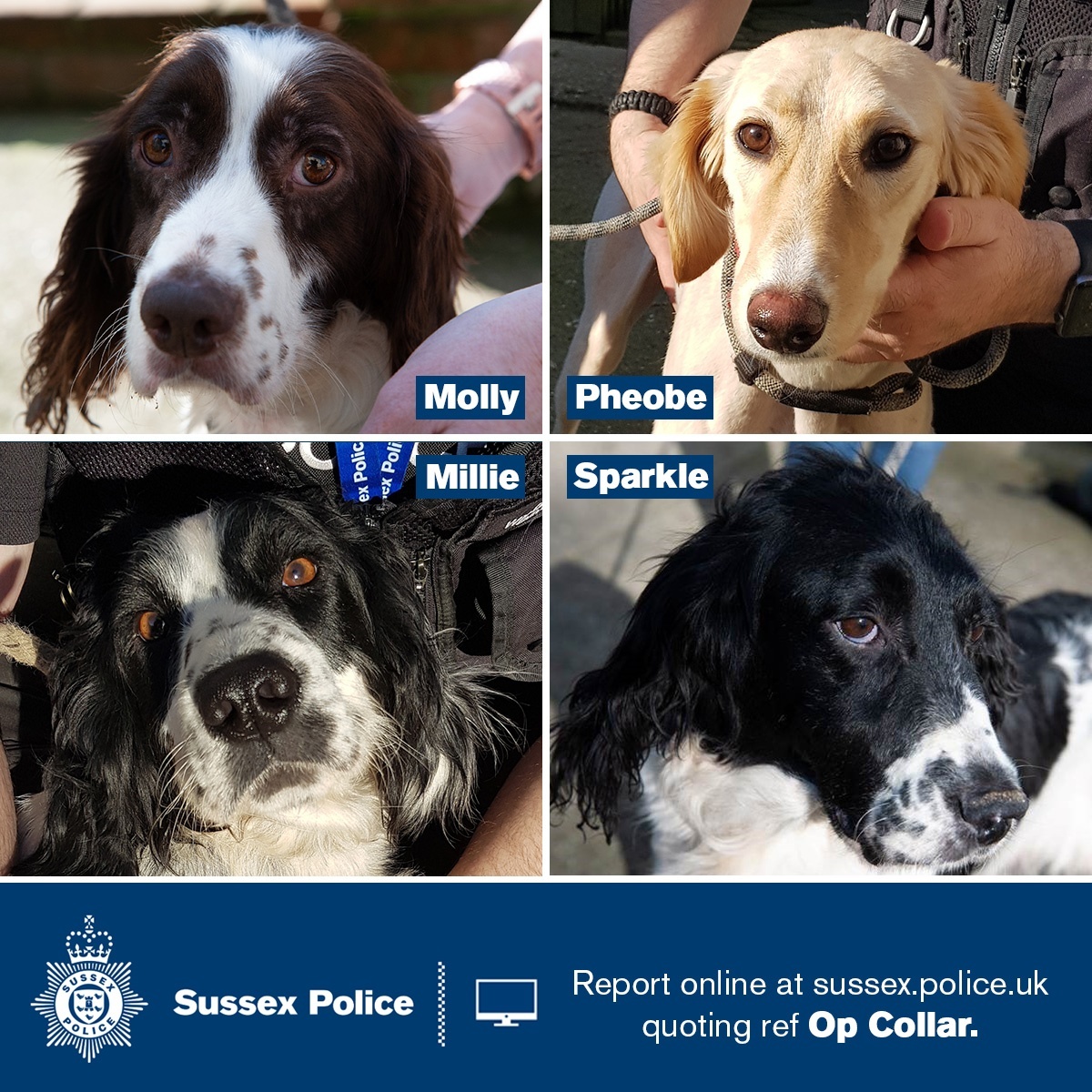 Sussex Police tweet media