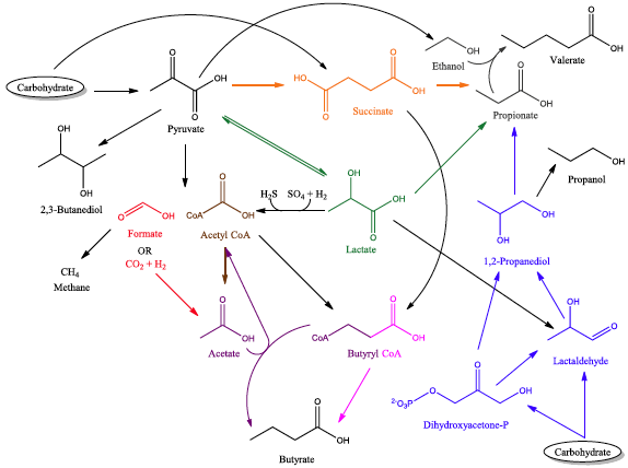 ProfWhelan's tweet photo. Biochemical pathways of how gut microbiota convert fibre into short-chain fatty acids (good for the gut)

*⃣Acetate can be converted to butyrate
*⃣Some pathways lead to gas (H2, CO2, methane)

Great #OpenAccess review in @MicrobiomeJ👉🏽 
https://t.co/mtgzPYnuVE
#microbiome #SCFA https://t.co/8XumLsqwrp