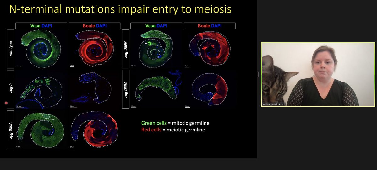 Nasser Rusan 🔬 ناصر الروسان tweet media