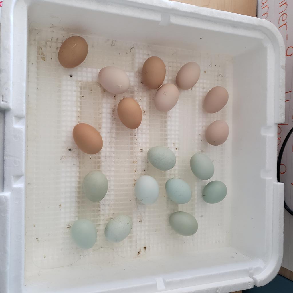 AprilJemes's tweet photo. Our #liltrojans are planning a Hatch Watch party! Its day 18, hopeful we will get to observe several hatches come Monday! @SpartaR3Schools https://t.co/nu13rHpIfS