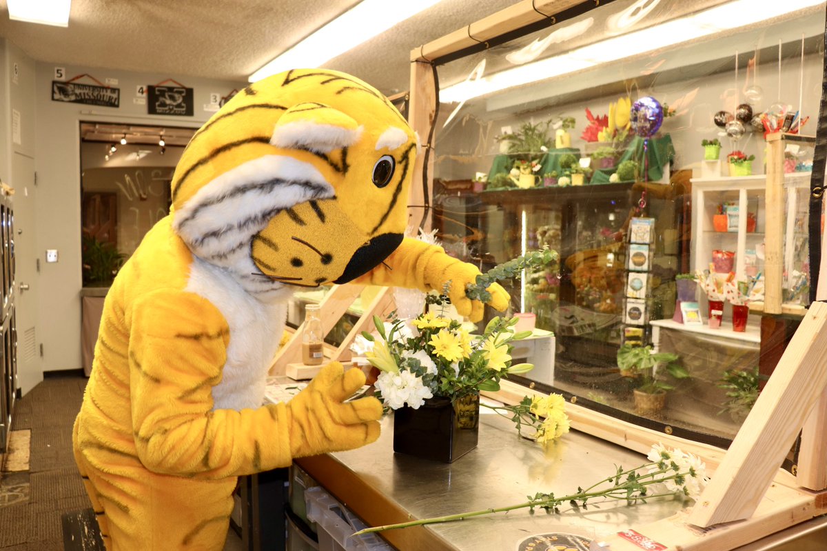 TrumanTiger_MU's tweet photo. I had so much fun visiting @cafnr yesterday! 

My favorite part was making my own flower arrangement at @MUTigerGarden — but I also ate a ton of ice cream at Buck’s! (Can you blame me?) 

#MIZ 🐯💛 https://t.co/nqyIBsYRCa