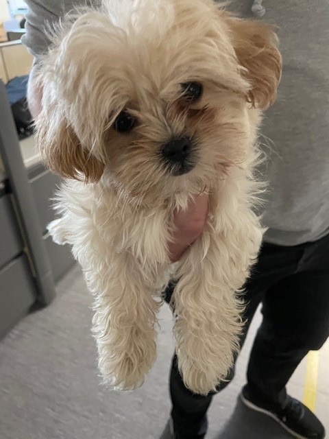 Peel Regional Police tweet media