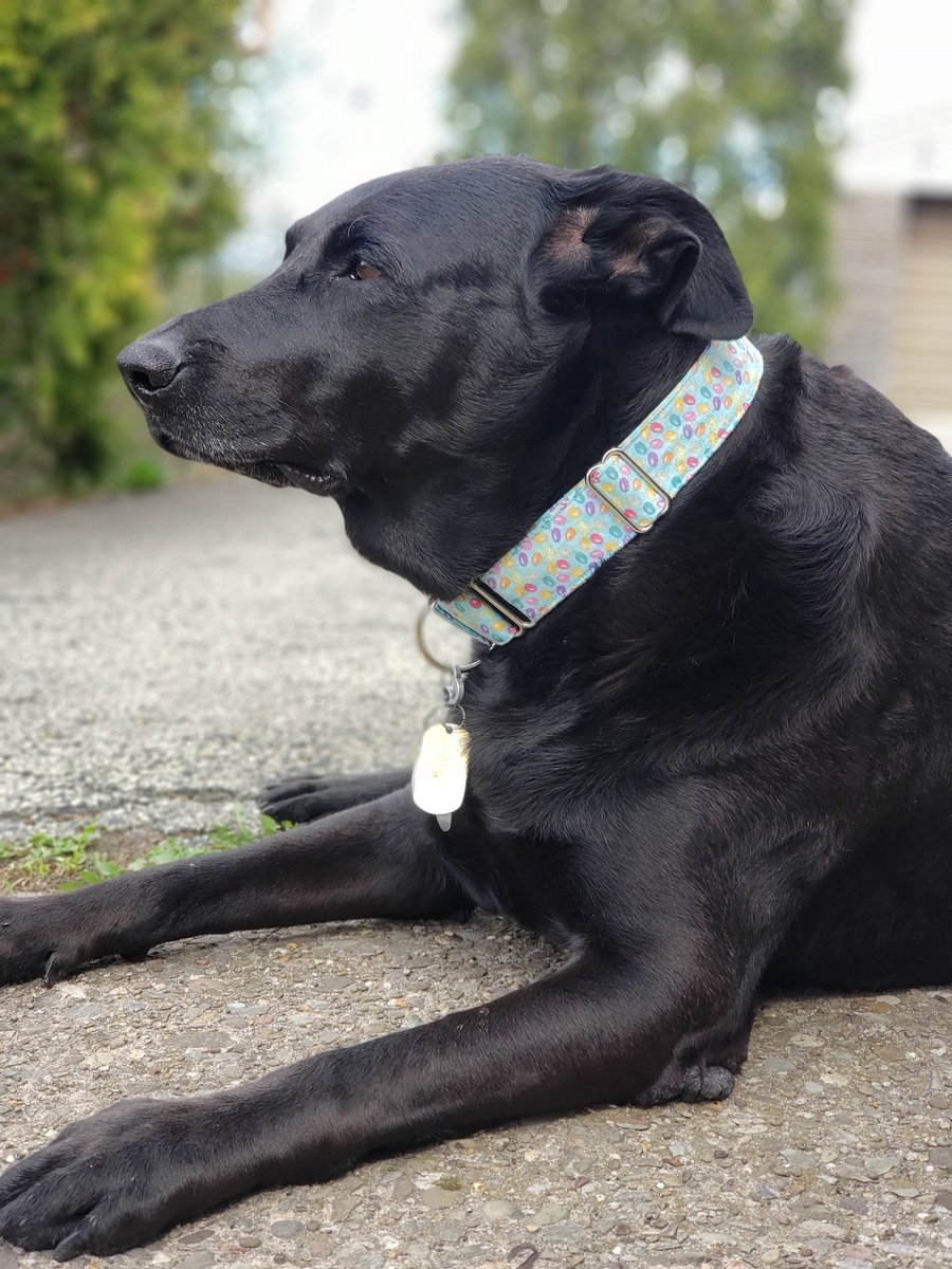 ChezMable's tweet photo. If I could spend all day outside I would!!!
#EveryDayIsAGift
#ChezMable #MableStrong #CanineCancerWarrior #CanineGoodCitizen #CGC #RescueDogsRock #AdoptDontShop #HeartMelterFromAShelter #Labrador #Labs #BlackLab #GermanShepherd #GSD #412Dogs #PGHDog #DogsOfPGH #DogsOfPittsburgh https://t.co/eRr2oGnVoi