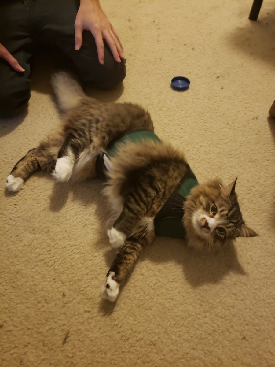 Floof_bois's tweet photo. Help, my parents are wrapping me in this thimg to "train" me to walk outside. I already know how to do that just let me out 😾 https://t.co/mZwFFiQi9h