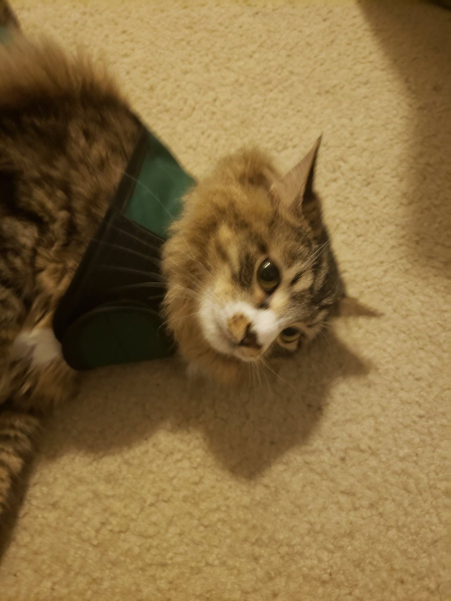 Floof_bois's tweet photo. HALP https://t.co/SSq03gUraV