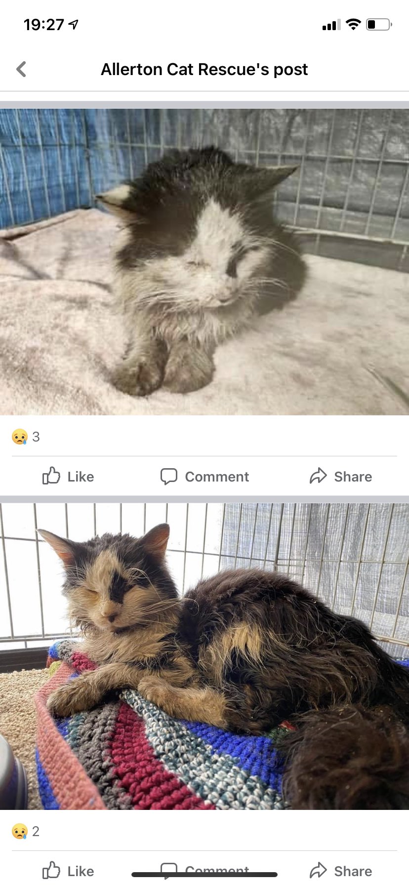 Allerton Cat Rescue Allertoncatres Twitter