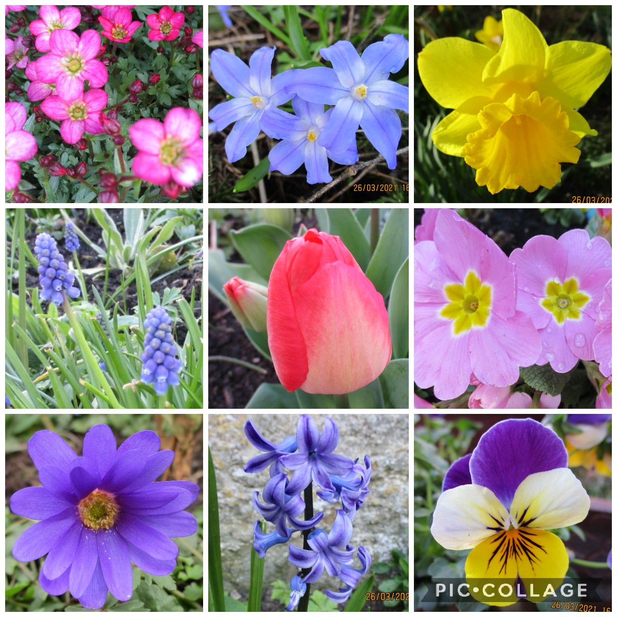 Bramblings22's tweet photo. A few flowers from my garden today for #FlowersOnFriday #gardening https://t.co/WrdGnU1OiJ